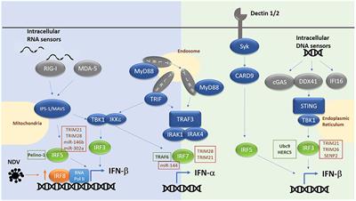 Regulating IRFs in IFN Driven Disease